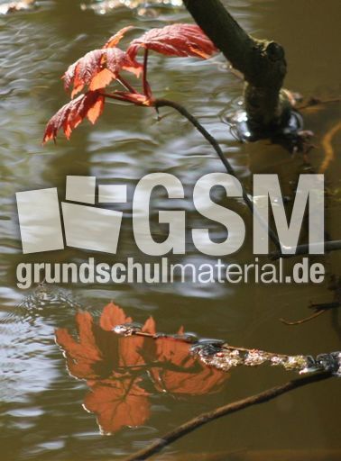 Spiegelung-Blätter-130.jpg